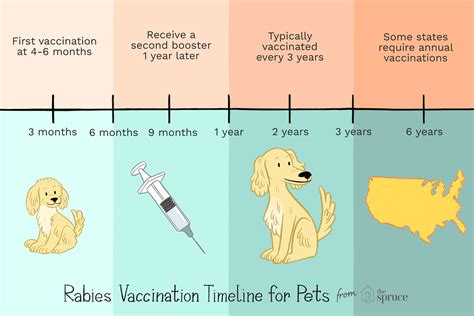 How Often Does A Dog Need A Rabies Shot? Important ...